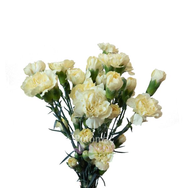 Mini Carnation Yellow Potomac Floral Wholesale